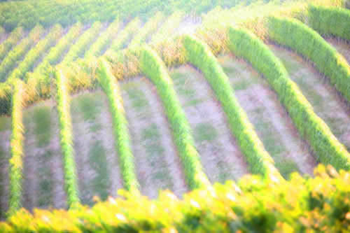 langhe0012.jpg