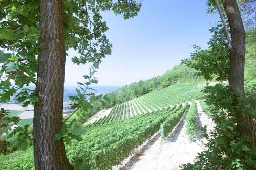 langhe007.jpg