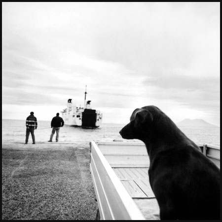 Filicudi, cane al porto.jpg