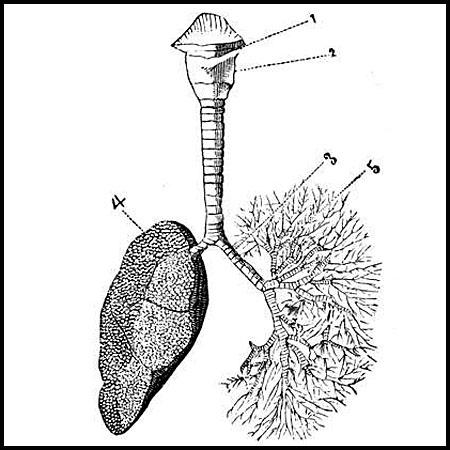 bronchi.jpg