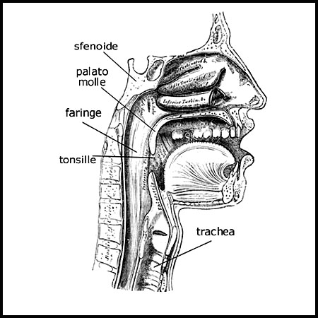 trachea.jpg